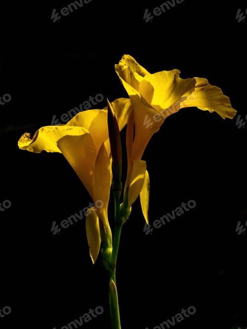 Preview: Natural background, screensaver, photo picture. Two yellow flowers on a black background