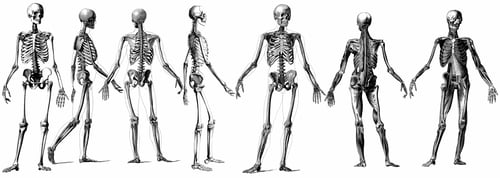 Anatomical Skeleton Illustration Showing Front and Rear Views