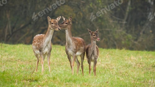 Preview: Three fallow deers standing on meadow in autumn nature
