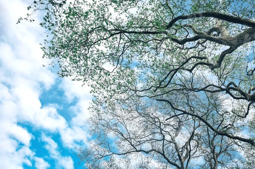 Preview: Sustainable concept with wood to reduce carbon emissions