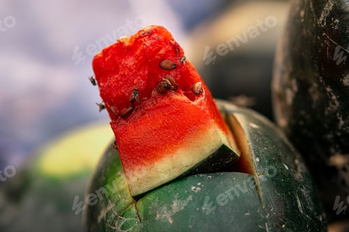 Preview: Closeup of a rotten watermelon with flies on it on a blurred background