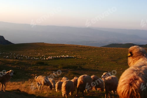 Preview: sheep herd grazing on hill