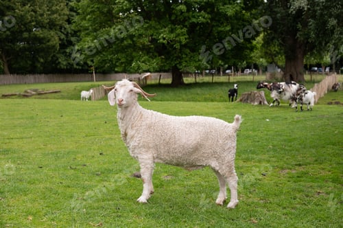 Preview: Fluffy white goat in green pasture with trees and other goats in background