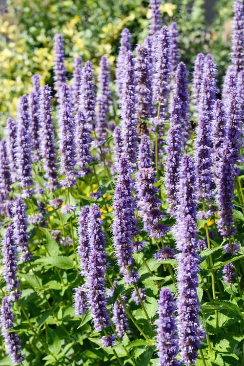 Preview: Korean Mint (Agastache rugosa) flower blossom, agastache, peppermint, blue licorice, patchouli