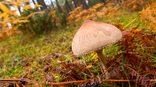 Preview: Wild Mushroom, Sierra de Guadarrama National Park, Spain
