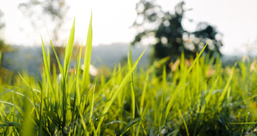 Preview: Green grass garden in spring