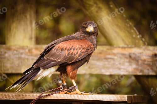 Preview: Closeup of a Harris's Hawk chained on a wooden dock in the zoo with a blurry background