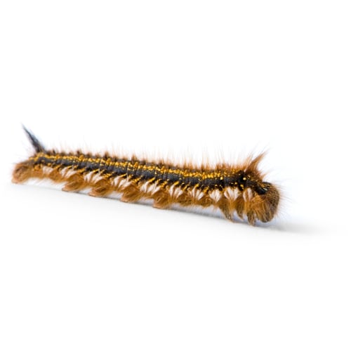 Preview: Caterpillar
