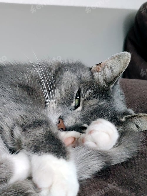 Preview: a cat that is laying down on a couch with one paw on the other side