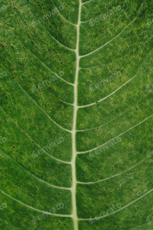 Preview: stylish green leaf ornament closeup,vertical frame