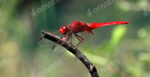 Preview: Dragonfly