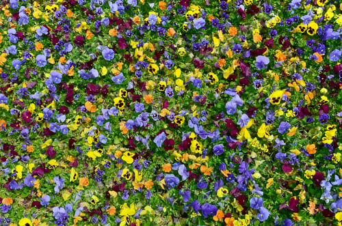 Preview: Multicolor pansy flowers or pansies as background or card
