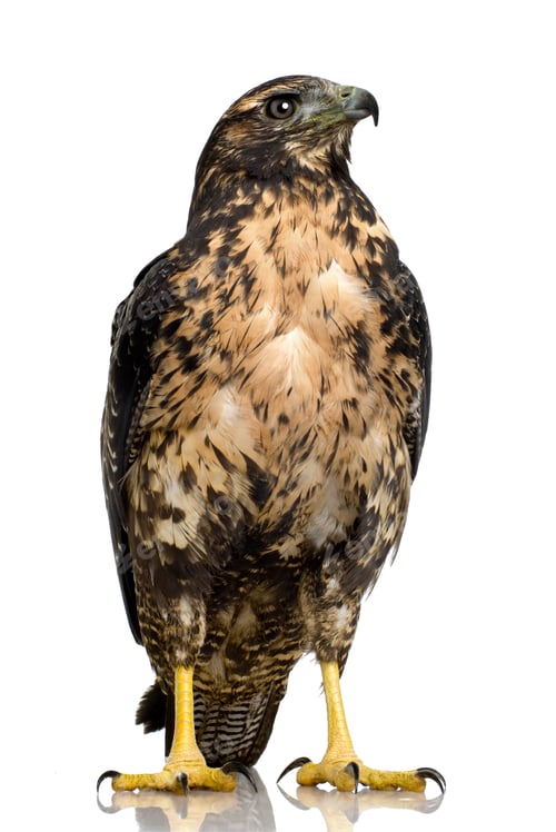 Preview: Young Black-chested Buzzard-eagle () - Geranoaetus melanoleucus