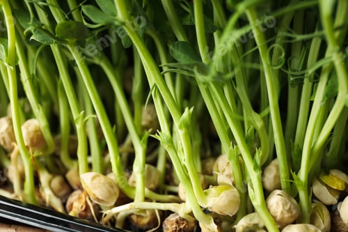 Preview: Green peas sprouts on whole background, close up