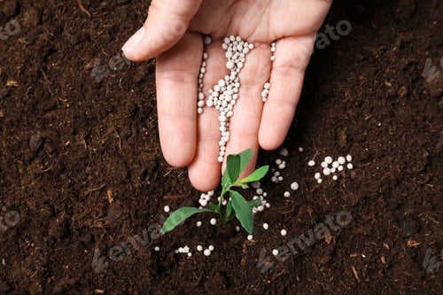 Preview: Woman fertilizing plant in soil, closeup. Gardening season