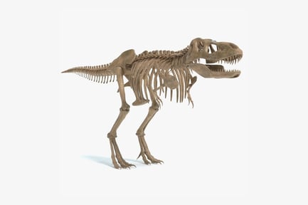 Preview: Tyrannosaurus Rex Skeleton Specimen