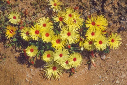Preview: Yellow Vygie Flowers