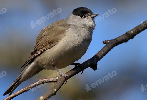 Preview: Closeup shot of a male Eurasian blackcap perched on a branch. Sylvia atricapilla.