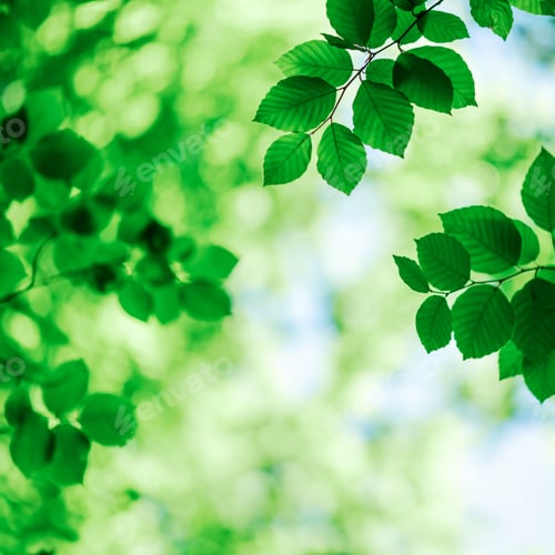 Preview: Nature of green leaf in forest at summer