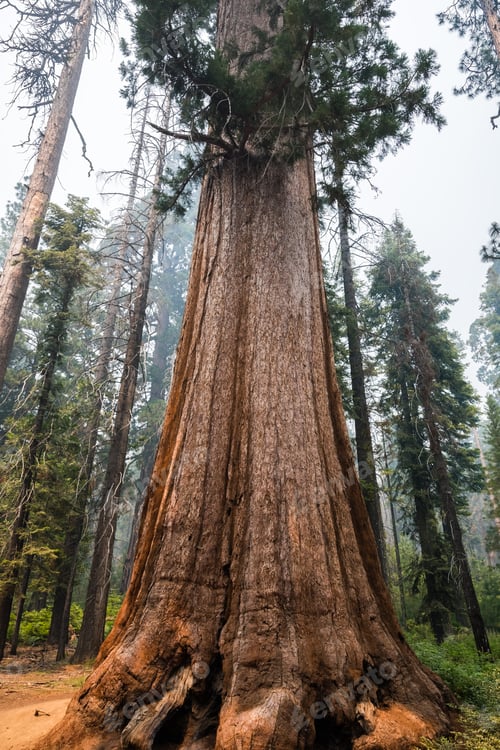 Preview: Giant Sequoia tree in Yosemite