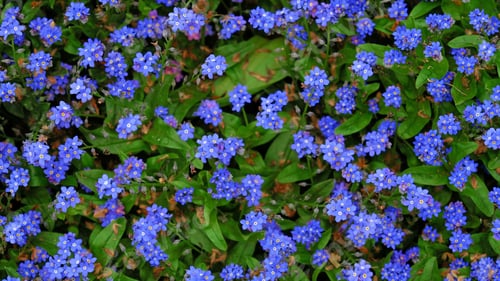 Preview: Floral background of small blue forget-me-nots flowers. Glade of blue flowers.