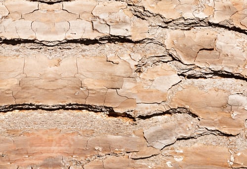 Preview: bark background or texture