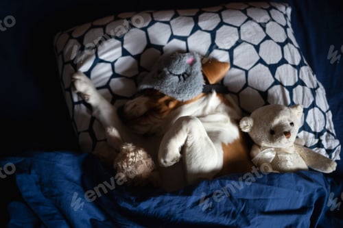 Preview: Beagle dog calls lying in bed among soft toys