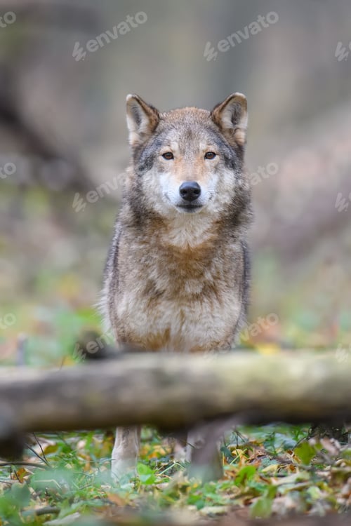 Preview: Close up wolf in autumn forest background