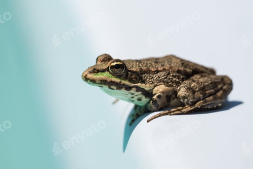 Preview: A frog sitting on the edge of a water pool