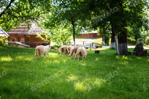 Preview: Sheep graze on the lawn in the village
