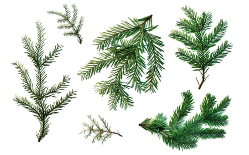 Preview: Green fir twigs isolated on white background for Christmas designs