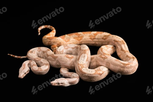 Preview: Two Snakes Trimeresurus Puniceus, Isolated On Black Background