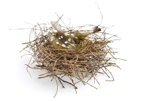 Preview: Real empty bird nest on white background