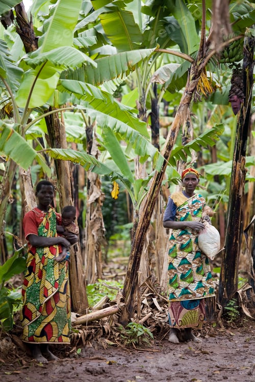 Preview: Women and a child amidst a lush banana plantation.