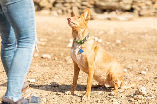 Preview: Podengo dog looking up at its owner in a park