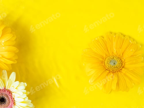 Preview: Yellow beautiful gerbera daisy flowers on monochrome background in water with ripples.