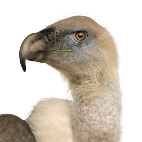Preview: Griffon Vulture - Gyps fulvus