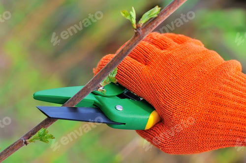 Preview: Hands in gloves of gardener doing maintenance work, cutting the