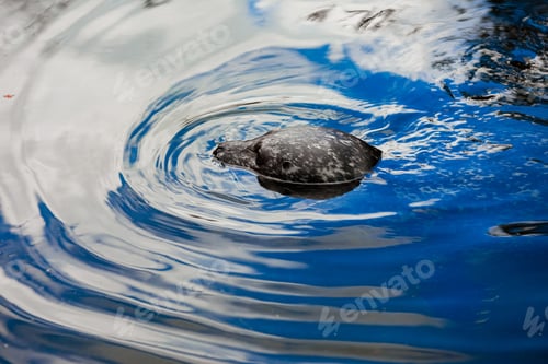 Preview: seals in the zoo. fur seal in the water. selective focus