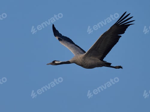 Preview: Common crane (Grus grus)