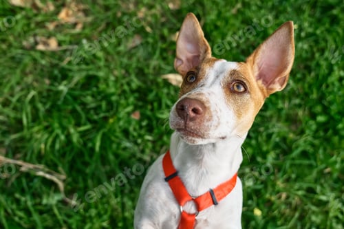 Preview: Funny Jack Russell terrier playing outdoor. Cute adorable doggy looking up in green grass.