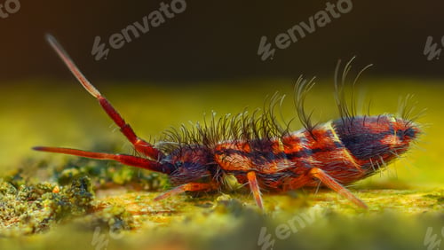 Preview: Slender springtail - Orchesella flavescens on wood, Close up photo