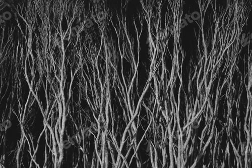 Preview: A texture of tree branches