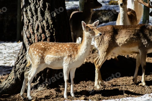 Preview: Closeup shot of a young white-tailed deer in the forest during the daytime