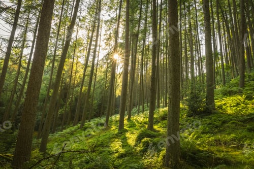 Preview: Beautiful view of the green forest in Scotland. The sunlight penetrating through the trees.