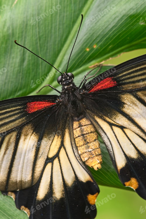 Preview: Close up of tropical butterfly