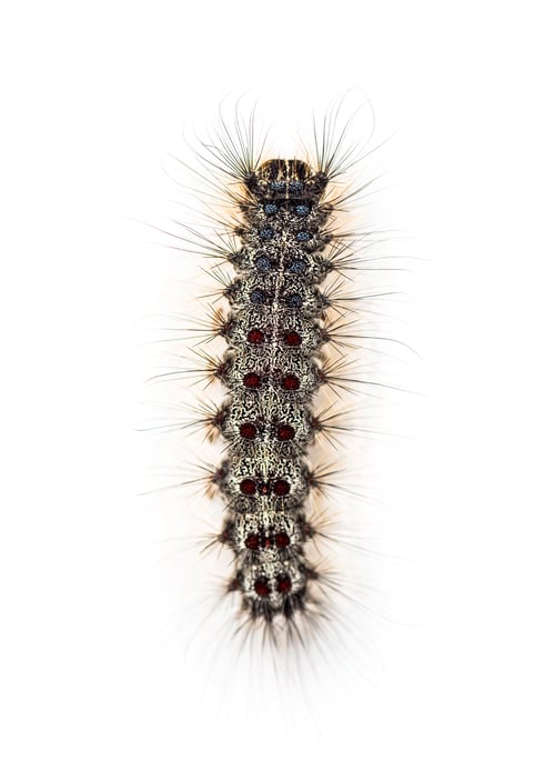 Preview: Overhead view of the Caterpillar of a Lymantria dispar, the gypsy moth against a white background