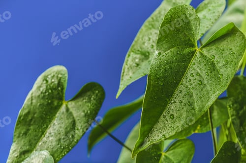 Preview: close up view of green tropical leaves with water drops isolated on blue background