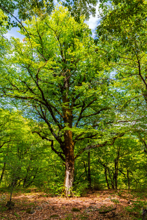 Preview: Tall old tree in green forest