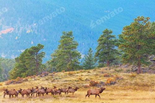 Elk Herd Grazing in a Mountain Meadow